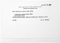 Phlyctema caulium image